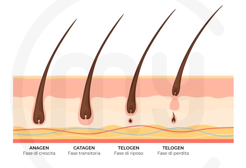 ciclo del pelo dalla fase anagen di crestita alla fase telogen di perdita