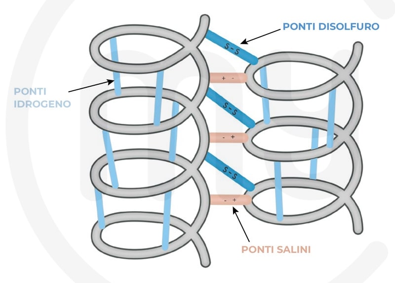 composizione chimica del pelo composta da ponti idrogeno ponti disolfuro e ponti salini