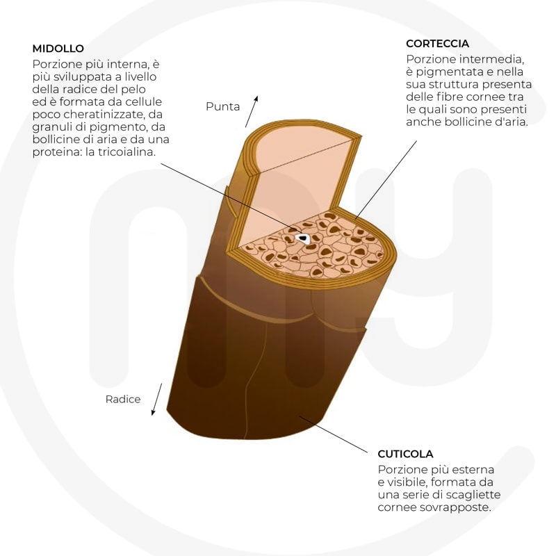 struttura del pelo sezionata in midollo corteccia e cuticola